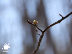 ダンコウバイの冬芽（開花直前）