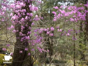 山中で見かけるミツバツツジ