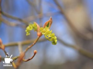 ウリハダカエデの花