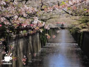 目黒川の桜並木