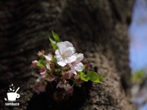 ソメイヨシノの花