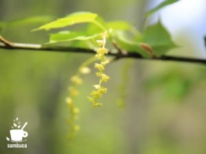 ウリハダカエデの花