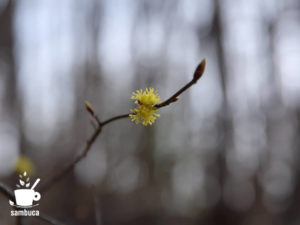 ダンコウバイの花