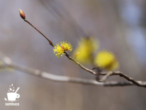 ダンコウバイの花