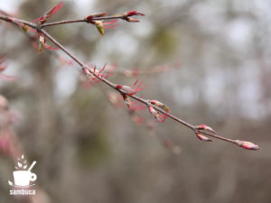 カツラの雌花