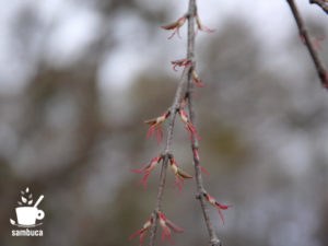 カツラの雌花