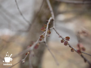 カツラの葉の芽吹き