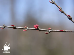 カツラの雄花