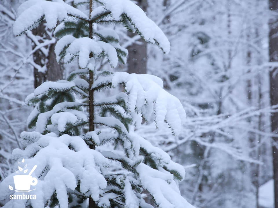 雪の中のモミの木