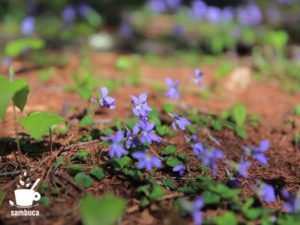 日本では普通に見られるスミレの花