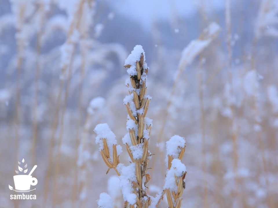 冬枯れのマツヨイグサに雪