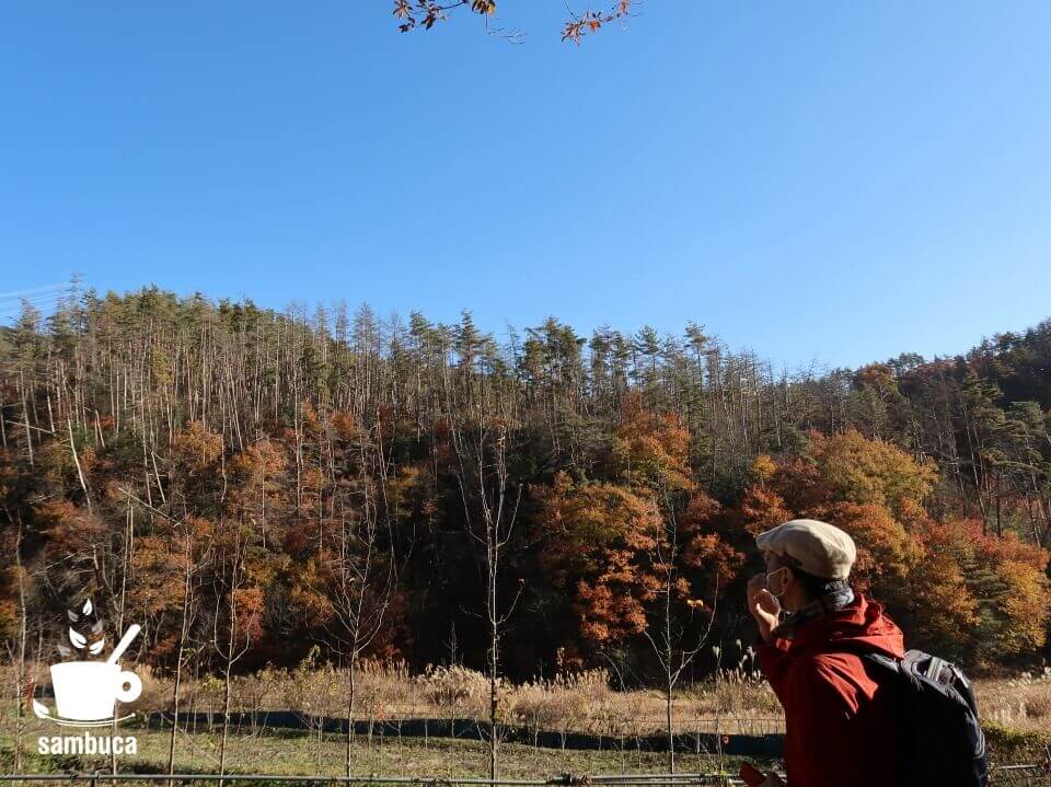 枯れ木が目立つアカマツ林と、手前は井田先生