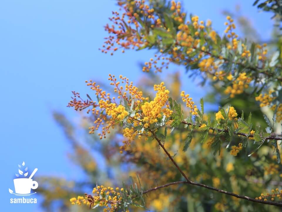 ミモザ（ギンヨウアカシア）の花