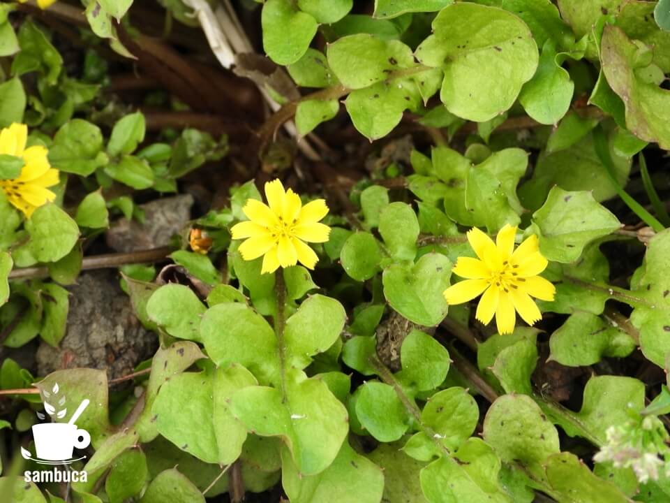 コオニタビラコの花