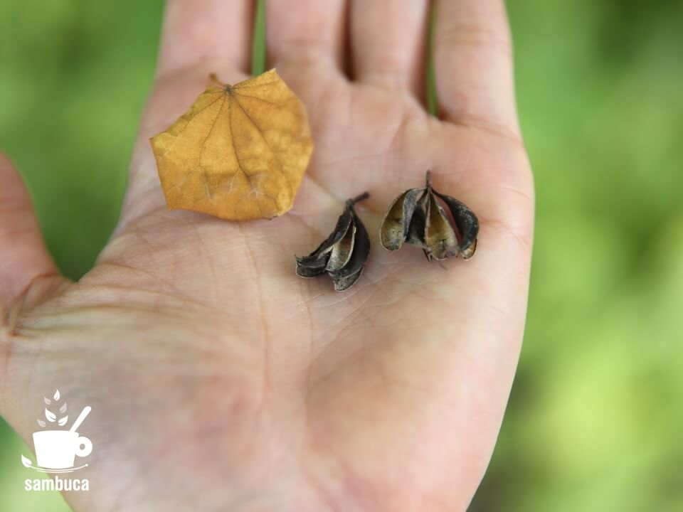 カツラの木の落ち葉と実の殻