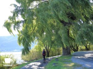 諏訪湖畔のシダレヤナギの大木