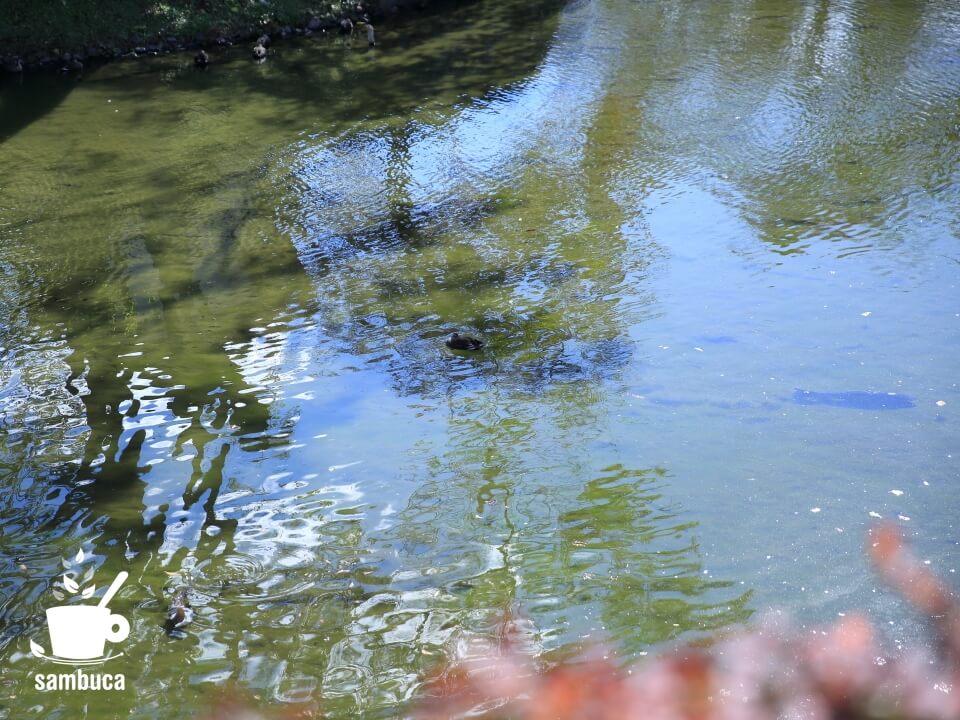 松本城のお堀の澄んだ水