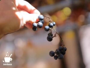 黒く熟したヤマブドウの実