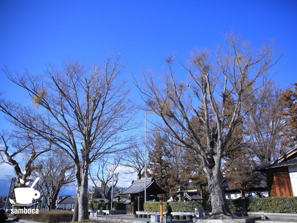 松本神社のケヤキの木に宿ったヤドリギたち