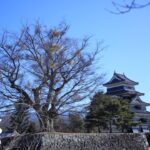 松本城の天守の左に、ヤドリギが宿った木