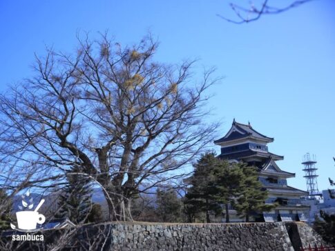 松本城の天守の左に、ヤドリギが宿った木