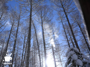 枝に積もった雪が落ちる風景
