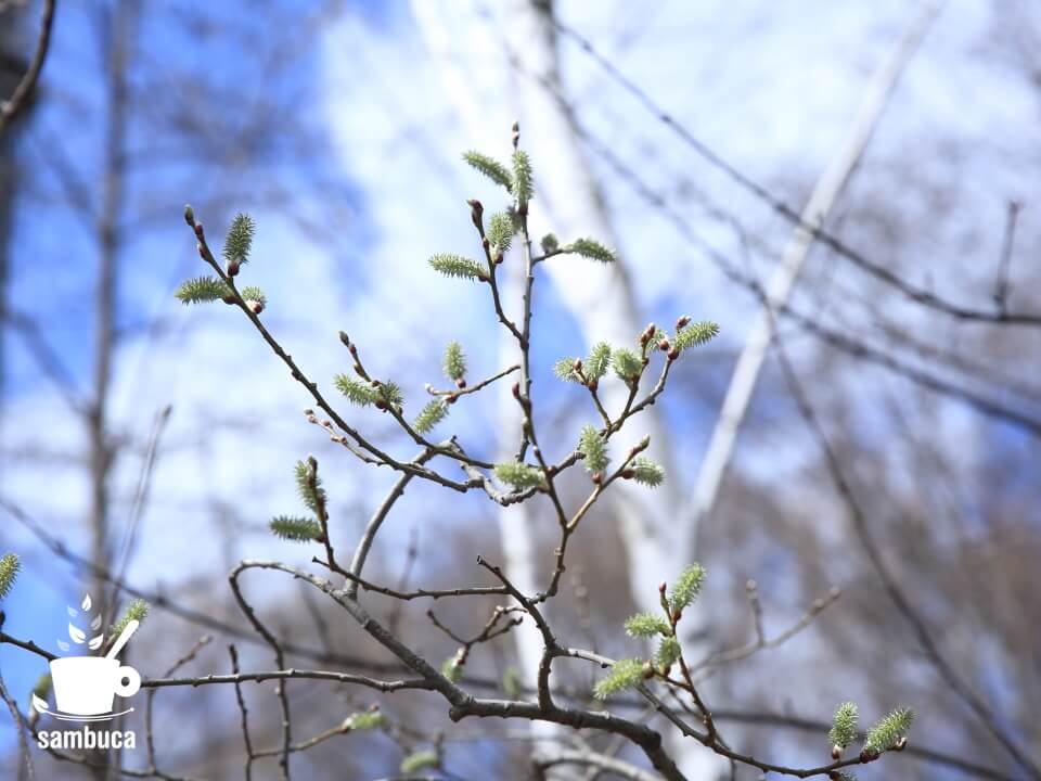 山間部では目立つ、ヤナギ科の樹木の花