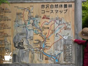 赤沢自然休養林コースマップ