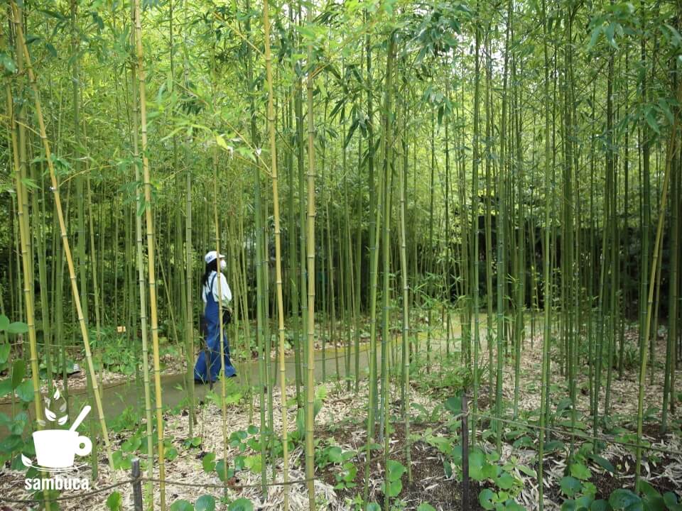 モネの庭の竹林