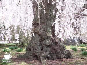 樹齢350年以上のシダレザクラ